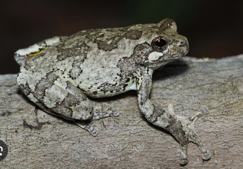 <ul><li><p>Cope’s Gray Tree Frog</p></li><li><p>identical to Gray Tree Frog</p></li><li><p>call slightly faster than the Gray Tree Frog (but call speed can depend on temperature)</p></li><li><p>moist, deciduous woodlands, mostly along Erie/Ontario </p></li><li><p>breed late spring to early summer </p></li></ul><p></p>