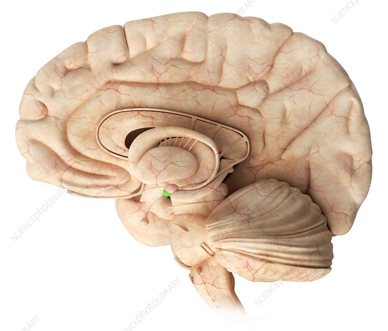 <img src="blob:null/7cf9dbf9-648b-48ff-b8bd-cba74e091b37"><p></p>