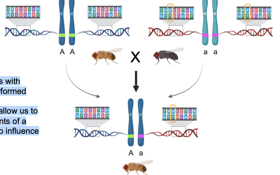 <ul><li><p><span>Crosses between individuals with different variants can be performed</span></p></li><li><p><span>Genetically hybrid progeny allow us to examine how different variants of a gene interact (dominance) to influence a trait </span><span style="color: rgb(0, 112, 192);">(Lecture 21)</span></p></li></ul><p></p>
