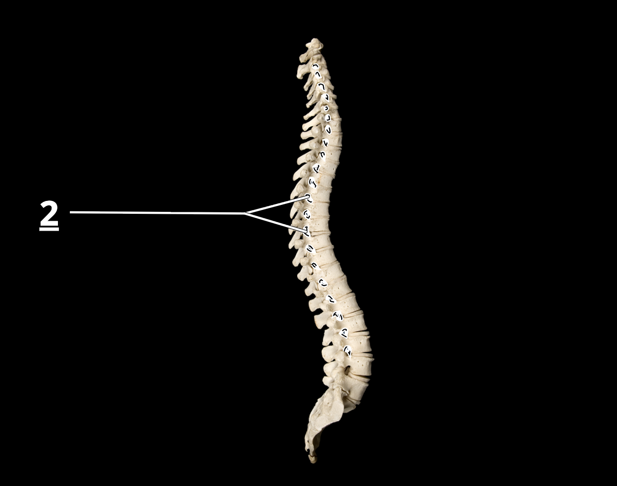 <p>2</p>