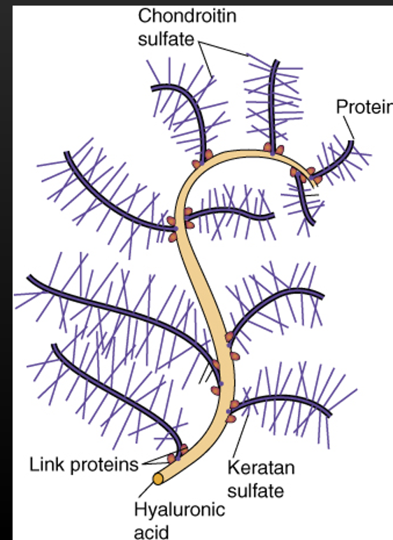 <ul><li><p>chains of repreating GAG’s attached to proteins, heavily branched component of extracellular matrix</p></li><li><p>resists compression</p></li><li><p>binds to cations</p></li><li><p>binds to water for lubrication</p></li></ul><p></p>