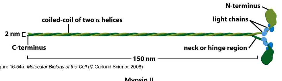 <p><strong>Myosin</strong> = 2 heavy chains + 4 light chains</p><ul><li><p><strong>Myosin heavy chain</strong> = Head, neck, tail domain</p><ul><li><p><u>Head domain</u> = actin-binding + ATPase activities </p><ul><li><p>Determines direction of movement</p></li></ul></li><li><p><u>Neck domain</u> = myosin light chain binding site </p><ul><li><p>Structural + regulatory roles </p></li></ul></li><li><p><u>Tail domain</u> = different b/w different myosin</p><ul><li><p>Determines specific properties </p></li></ul></li></ul></li></ul><ul><li><p><strong>Myosin light chain</strong> = small polypeptide that binds to + stabilizes “neck” domain of myosin heavy chains</p></li></ul><p></p>