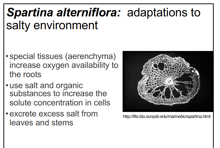<p>-use salt and organic substrates to increase the solute concentration in their cells</p><p>-excrete excess salt from leaves and stems</p><p><span style="color: rgb(0, 0, 0);">-</span><span style="color: rgb(0, 0, 0);">special tissues (aerenchyma) increase oxygen availability to the roots</span></p>