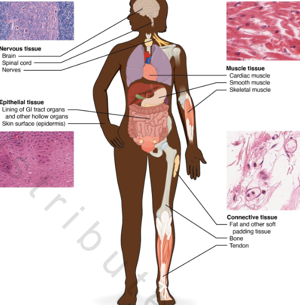 <p>• Nervous</p><p>• Epithelial</p><p>• Muscle</p><p>• Connective</p>