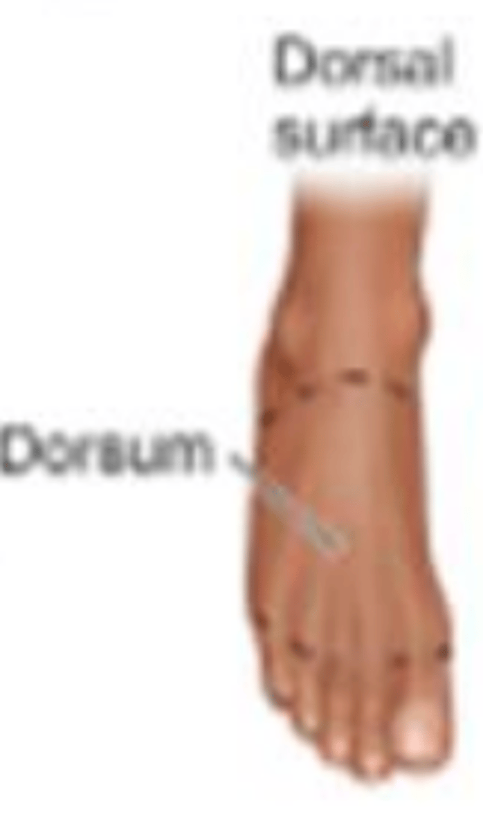 <p>top of foot (Dorsum)</p>