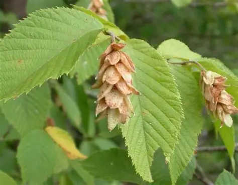 <p>Common Name: Eastern Hophornbeam</p><p>Genus: <em>Ostrya </em></p><p>Species: <em>virginiana</em></p>