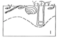 <p>A climax-community <strong>dominated by deep-burrowing species</strong> and a <strong><u>deep RPD layer</u></strong></p>