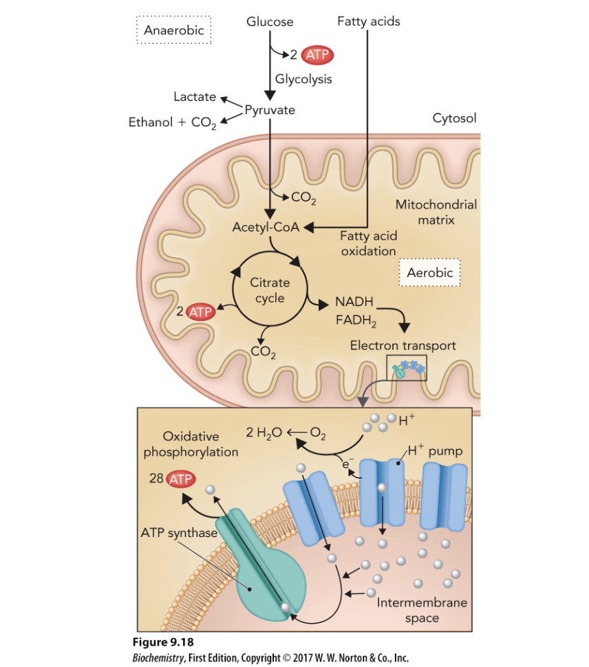 <p>aerobic; acetyl-CoA</p>
