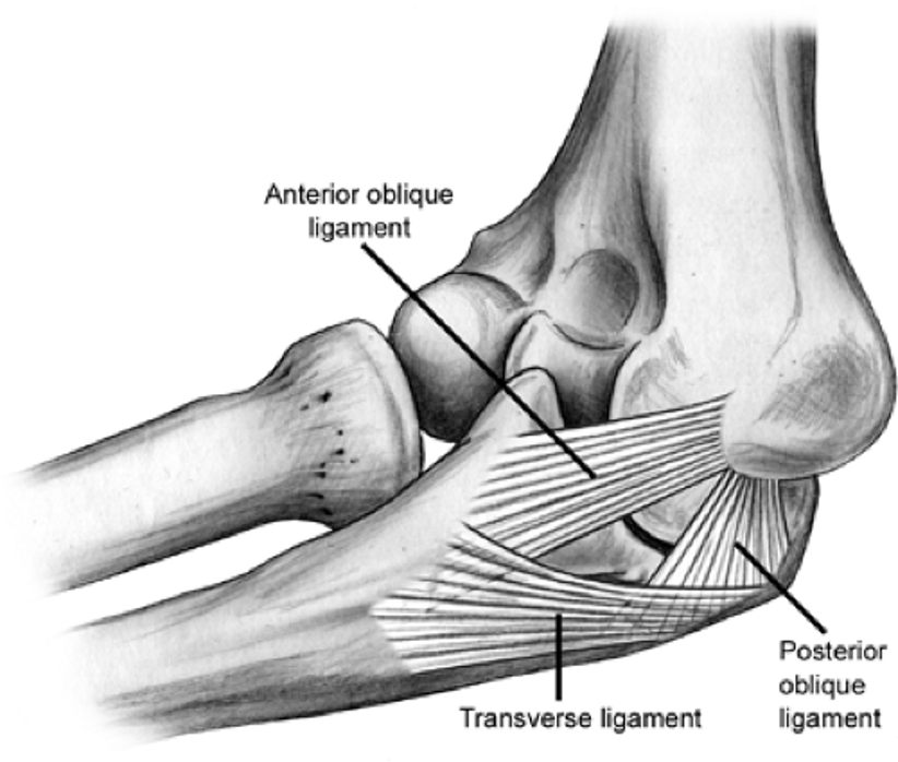 <p>which ligament in the elbow is the most injured </p>