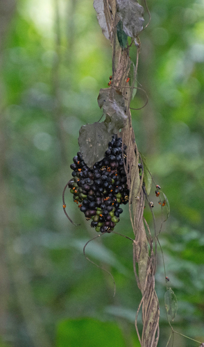 <p><strong>Common Name</strong>: <span style="background-color: transparent; font-family: "Helvetica Neue", sans-serif;">Uva de montana (Mountain grape), curare vine</span></p><p><strong>Parts Used</strong>: <span style="background-color: transparent; font-family: "Helvetica Neue", sans-serif;">Fruit, pericarp, bark and roots</span></p><p><strong>Use/s</strong>: <strong><u>Arrow poison</u></strong>, sustenance; antioxidant, anti-inflammatory, anticancer, surgical skeletal muscle relaxant</p><p><strong>Major Metabolites</strong>: Cyanidin-3-glucosides (flavonoids, anthocyanins), ascorbic acid (phenols), D-tubocurarine (alkaloids)</p>