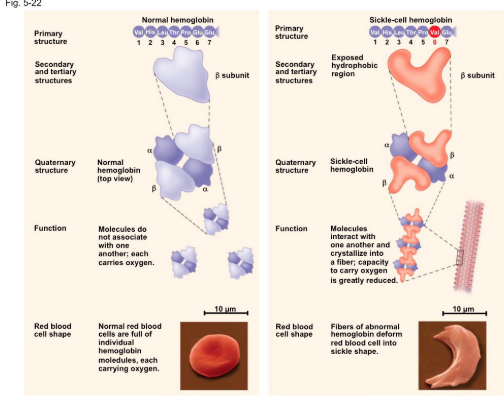<ul><li><p><span style="background-color: transparent; font-family: "Times New Roman", serif;">Effects protein structure&nbsp;</span></p></li><li><p><span style="background-color: transparent; font-family: "Times New Roman", serif;">Cell diseases&nbsp;</span></p></li><li><p><span style="background-color: transparent;">Diff blood cell than normal</span></p></li><li><p><span style="background-color: transparent;">Slight change in primary structure affect protein structure and ability to function</span></p></li><li><p><span style="background-color: transparent;">Tropical regions of world&nbsp;</span></p></li><li><p><span style="background-color: transparent;">Inherited blood disorder, result: <strong>single amino acid substitution</strong> in protein hemoglobin</span></p></li><li><p><span style="background-color: transparent;">Pre medicine: 30-40yr olds died from it&nbsp;</span></p></li><li><p><span style="background-color: transparent;">Counter to malaria&nbsp;</span></p><ul><li><p><span style="background-color: transparent;">Be sick, allows sickle cell to survive malaria but will die at abt 30-40yrs of age&nbsp;</span></p></li></ul></li><li><p><span style="background-color: transparent;">One single shape change&nbsp;</span></p></li><li><p><span style="background-color: transparent;">Impacts shape and function, impacts primary to functionality&nbsp;</span></p></li></ul><p></p>