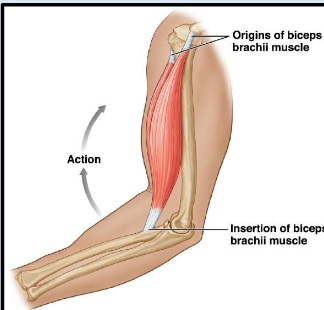 <p>Origin is where fixed end of a <strong>skeletal</strong> muscle attaches. Most of them are <strong>bones</strong>, or connective <strong>tissue</strong> sheaths, from <strong>proximal</strong> to insertion. </p>