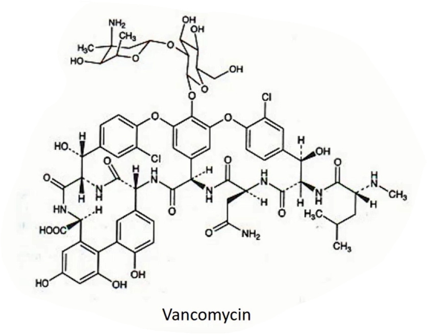 <p>Vancomycin</p><ul><li><p>Effective against gram+ bacteria as they’re big and too lipophilic </p></li><li><p>Natural but no produced by fermentation</p></li><li><p><span>Biosynthesis by unusual non-ribosomal peptide synthesis</span></p></li></ul><p></p>