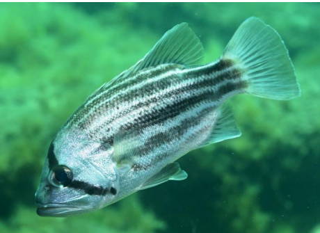 <p>FISHES (Class Actinopterygii) West Australian Dhufish</p>