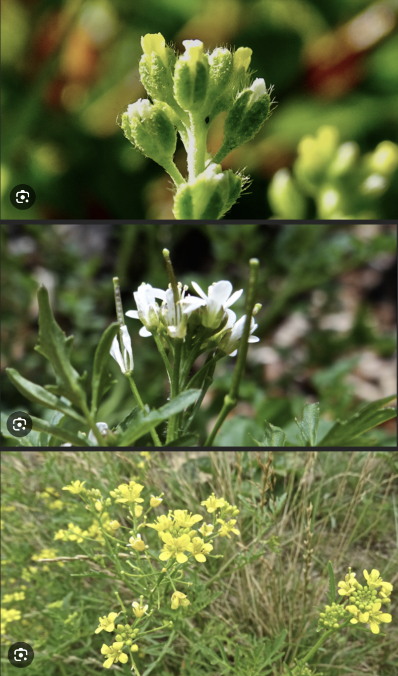 <p>Kenmerken:</p><ul><li><p><strong>Bloem:</strong> Kruisvormig geplaatst: <strong>4 kelkbladen, 4 kroonbladen</strong>. Er zijn <strong>6 meeldraden</strong> waarvan 4 lange en 2 korte.</p></li><li><p><strong>Vrucht:</strong> Een <strong>hauw</strong> of <strong>hauwtje</strong> (een doosvrucht met een vals tussenschot).</p></li><li><p><strong>Smaak:</strong> Planten bevatten glucosinolaten (mosterdolieglycosiden), wat zorgt voor een typische kops/scherpe smaak (denk aan radijs, kool, mosterd).</p></li></ul><p></p>