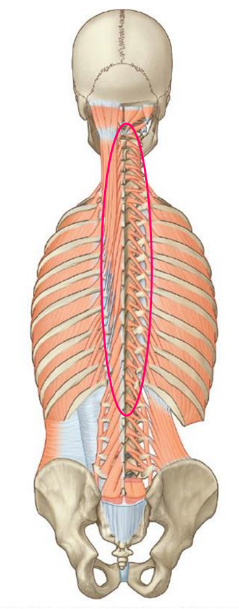 <ul><li><p><u>Structure</u>: group of short muscles which extend from one vertebra to the next</p></li><li><p><u>Location</u>: deep to the erector spinae, localised to the vertebral column</p></li><li><p><u>Function</u>: </p><ul><li><p>Control of ‘fine’ movements @ vertebral segments</p></li></ul></li></ul><p></p>
