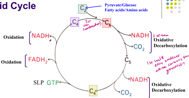 <ul><li><p> acetyl-CoA (C2) condenses with oxaloacetate (C4) to make citrate (C6)</p></li><li><p> two carbons are “lost” as CO2</p></li><li><p> oxaloacetate is regenerated</p></li><li><p> 3 NADH (2.5), 1 FADH2 (1.5) and 1 GTP are made - from one cycle you make 10 ATP’s for one acetyl CoA</p></li><li><p>theres 5 energy capture steps</p></li></ul><p></p>