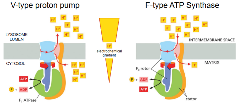 <p>F-type ATP synthase</p>