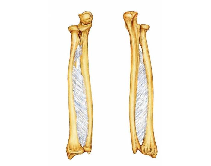 <p>Identify both bones</p>