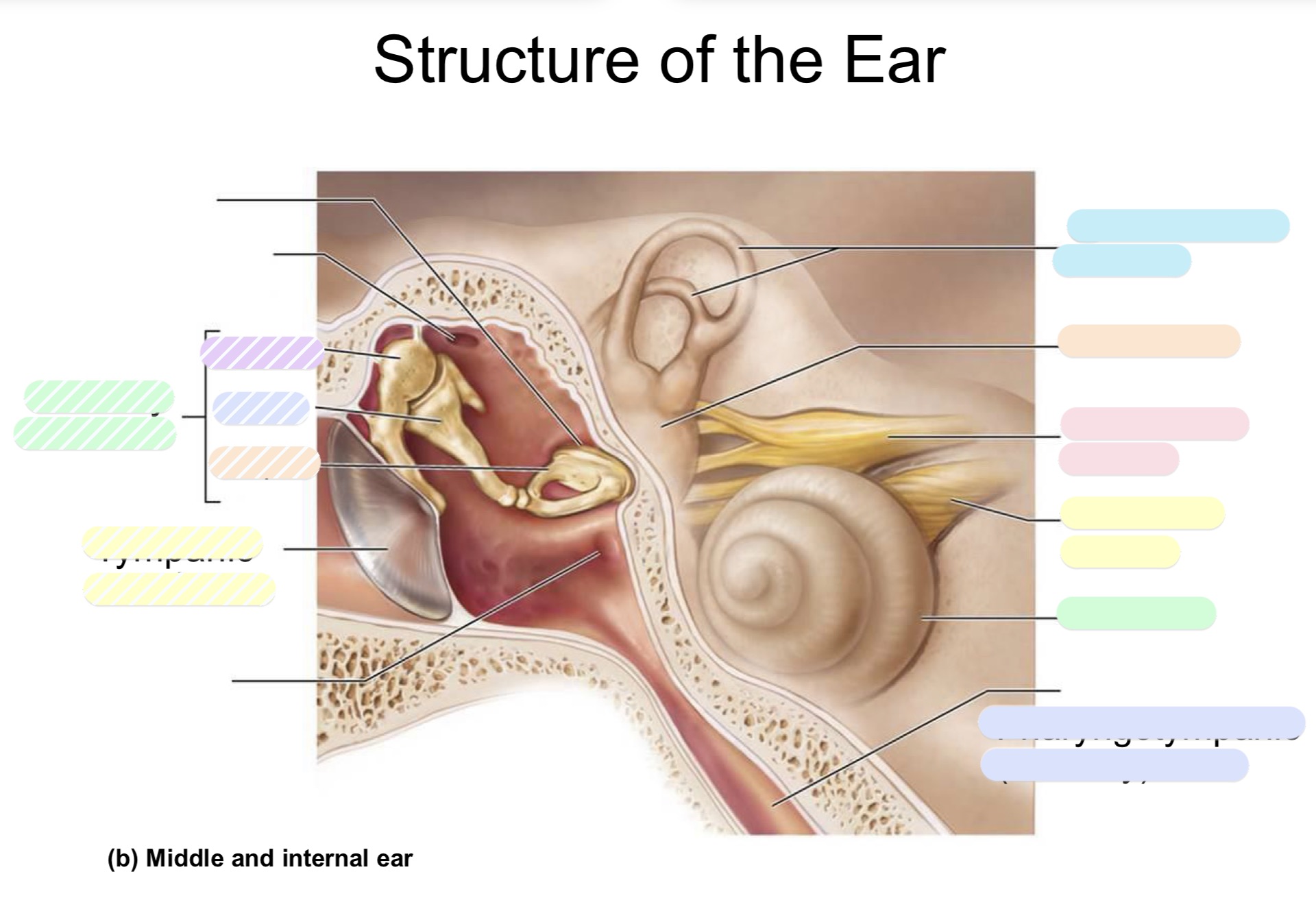 <p>stripped light blue </p>