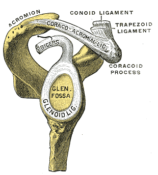 <p>What Shoulder Ligament?</p>