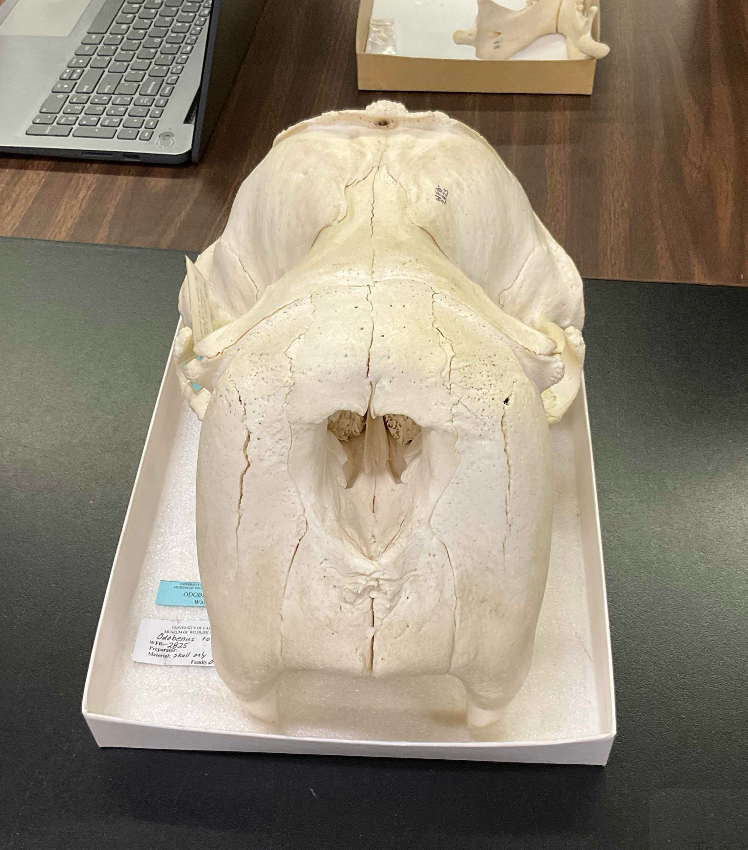 <p>Family, Suborder, Order, Infraclass, Subclass</p><p>-tusks</p>