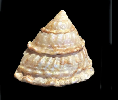 <p></p>