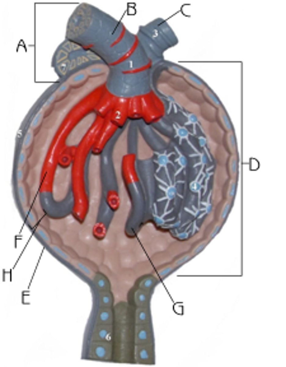 <p>H</p><p>Function: contain filtrate from glomerular capillaries</p>
