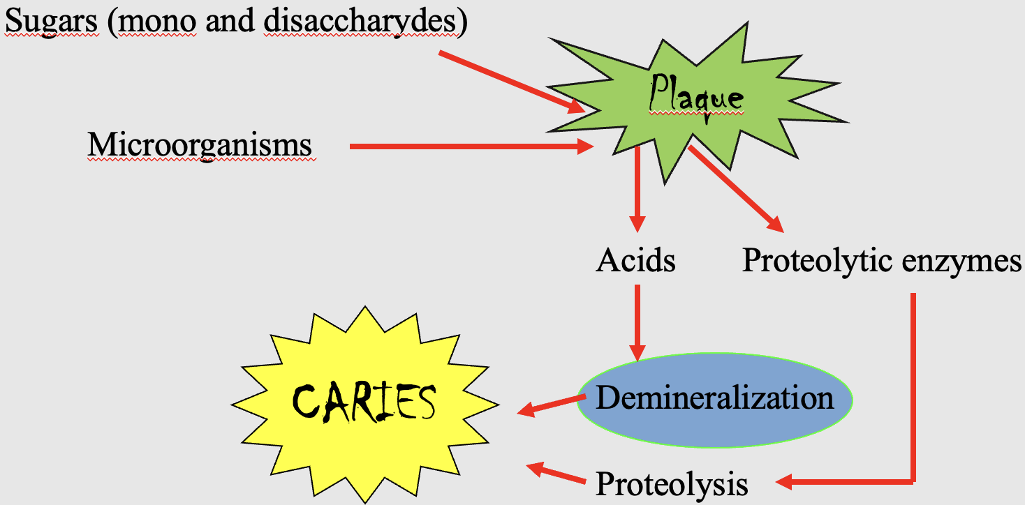 <ul><li><p>Caries is a <strong>dynamic process</strong> involving repeated periods of <strong>demineralisation</strong> and <strong>remineralisation</strong>.</p></li><li><p><strong>Cariogenic bacteria</strong> are naturally present in the mouth and can form <strong>dental plaque</strong></p></li><li><p><u>Sucrose plays the essential role in the cause of caries</u>: When the bacteria in plaque frequently get access to <strong>fermentable carbohydrates </strong>(mono- and disaccharides, escpecially sucrose) and breaks it down during bacterial metabolism, they produce <strong>organic acids that lower the pH in the plaque</strong>, leading to the loss of minerals in the tooth. This is called <strong><u>demineralisation</u></strong>.</p></li><li><p>Caries bacteria can also produce <strong>proteolytic enzymes </strong>which leads to <strong><u>proteolysis</u></strong>; breaking down proteins in the organig part of the tooth, particularly dentin.</p></li><li><p>Demineralisation together with proteolysis, can contribute to the <strong>development of caries</strong></p></li></ul><p></p>