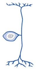 <p>- Neuron structure - single short process from the cell body, branching into 2 or more </p><p>-peripheral process associated with sensory perception</p><p>-central process goes toward the CNS</p>