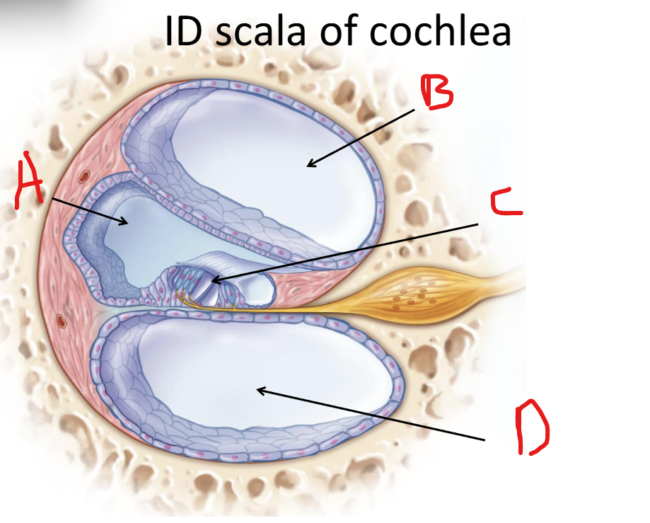 <p>Label A</p>
