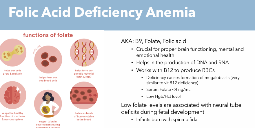 <p>Deficiency causes formation of megaloblasts</p><ul><li><p>Very similar to Vit B12 deficiency</p></li></ul><p></p>