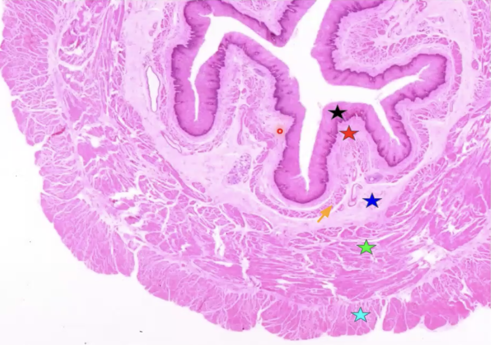 <p><strong>Esophagus</strong></p><p>Black: Stratified squamous epithelium</p><p class="p1">Red: Lamina propria</p><p class="p1">Orange: Muscularis mucosae</p><p class="p1">Blue: Submucosa</p><p class="p1">Green: Circular muscularis externa</p><p class="p1">Light blue: Longitudinal muscularis externa</p>