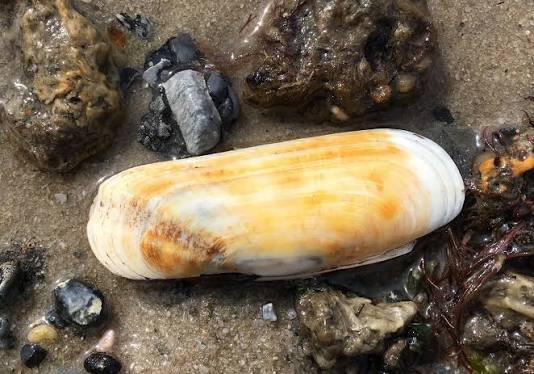 <p>What is the common name and scientific name of this organism </p>