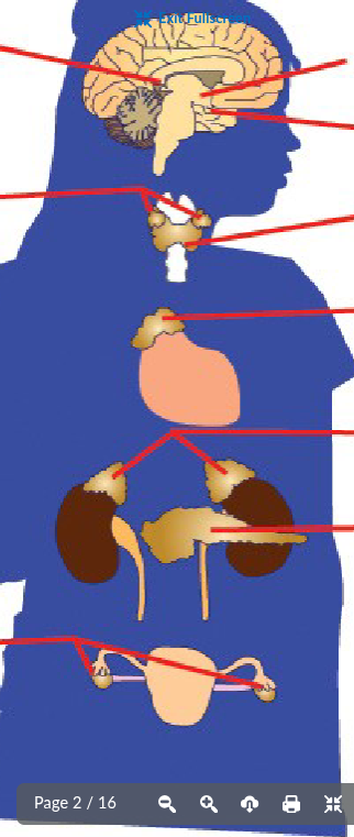 <p>label endocrine glands</p>