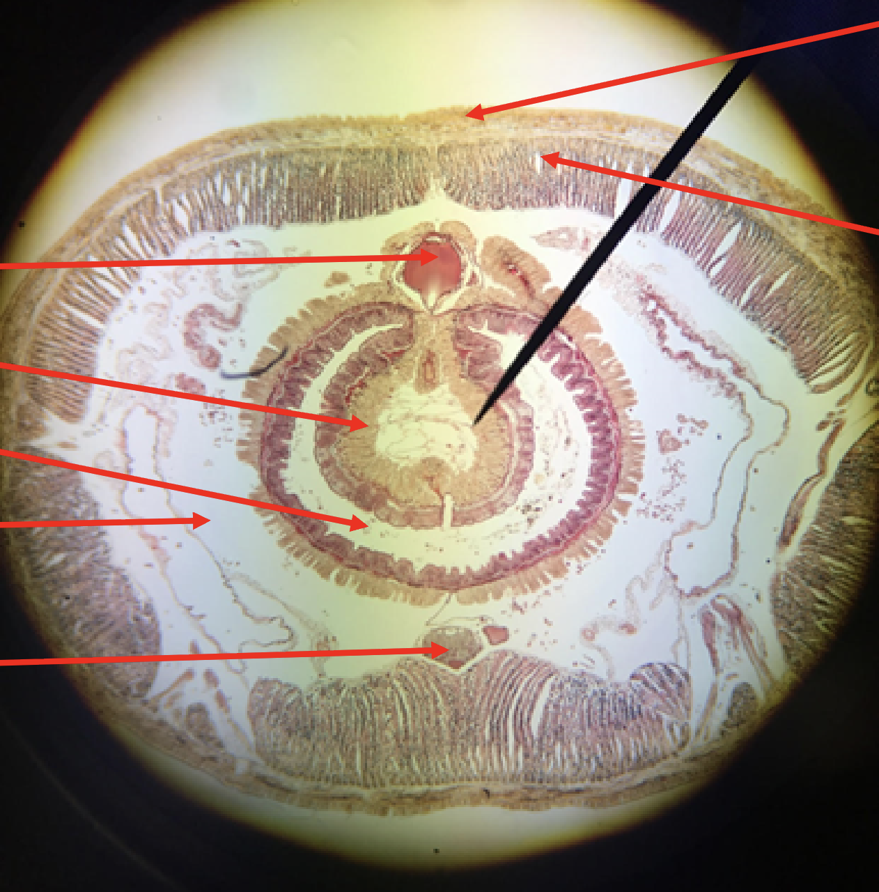 <p>Phylum</p><p>Class</p><p>Common name</p><p>What is being shown on this slide?</p><p>What are the arrows pointing to from top to bottom?</p>