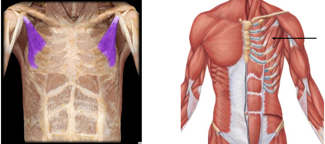 <p>scapular protraction and downward rotation, stabilizes the scapula against thoracic wall</p>