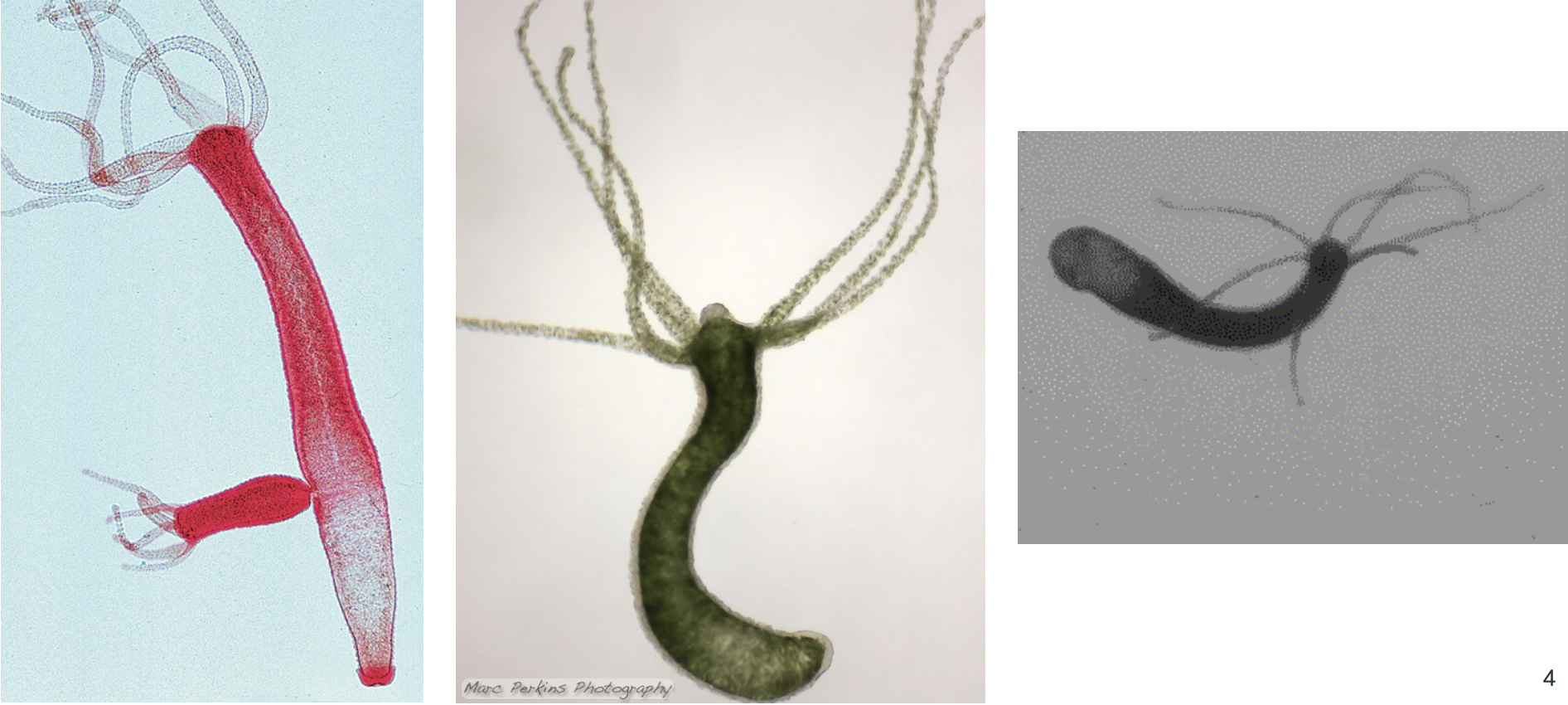 <p>What are these? What do the tentacles do? What does the upper body column or top surface do?</p>