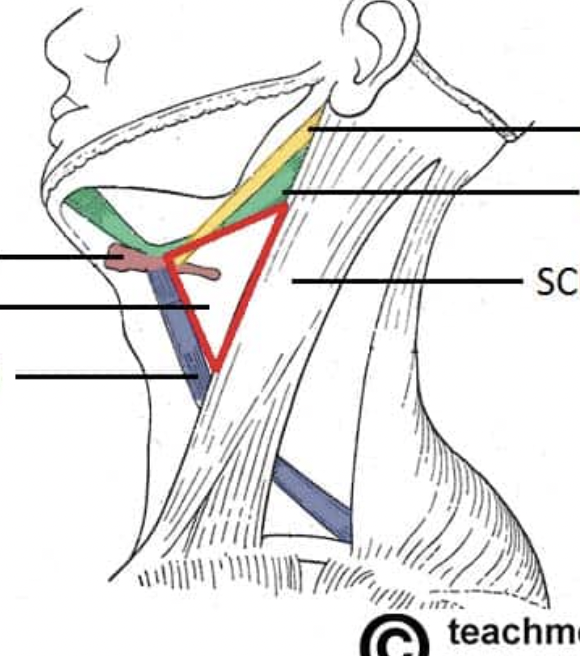 <p>boundaries: </p><ul><li><p>sternocleidomastoid muscle</p></li><li><p>superior belly of omohyoid muscle</p></li><li><p>posterior belly of digastric muscle</p></li></ul><p>contents: </p><ul><li><p><strong>carotid sheath </strong>- tube of connective tissue which contains the common carotid a., internal jugular v., and vagus n. (between and deep to the other two)</p></li><li><p><strong>internal carotid a.</strong> - no branches in the neck → enters carotid foramen</p></li><li><p><strong>external carotid a. </strong>- supplies branches to the face (facial a.), neck, and side of head → terminates at temple </p></li></ul><p></p>