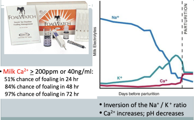 <ul><li><p>milk Ca 2+ >200ppm of 40ng/ml</p><ul><li><p>51% chance of foaling in 24 hr</p></li><li><p>84% chance of foaling in 48 hr</p></li><li><p>97% chance of foaling in 72 h</p></li></ul></li></ul><p></p>