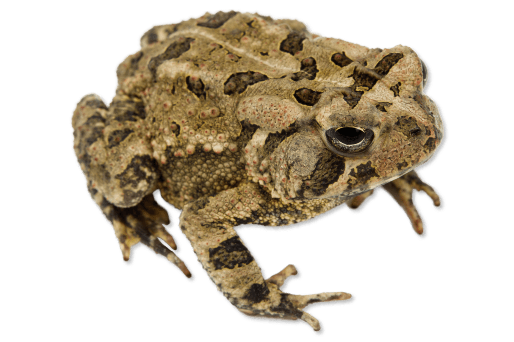 <p><span>3+ large warts in each dark spot, Parotoid touches post-orbital ridge (but sometimes only with a spur, as in American Toad), Dark areas on chest breaking into spots on belly, Cranial crests somewhat prominent</span></p>