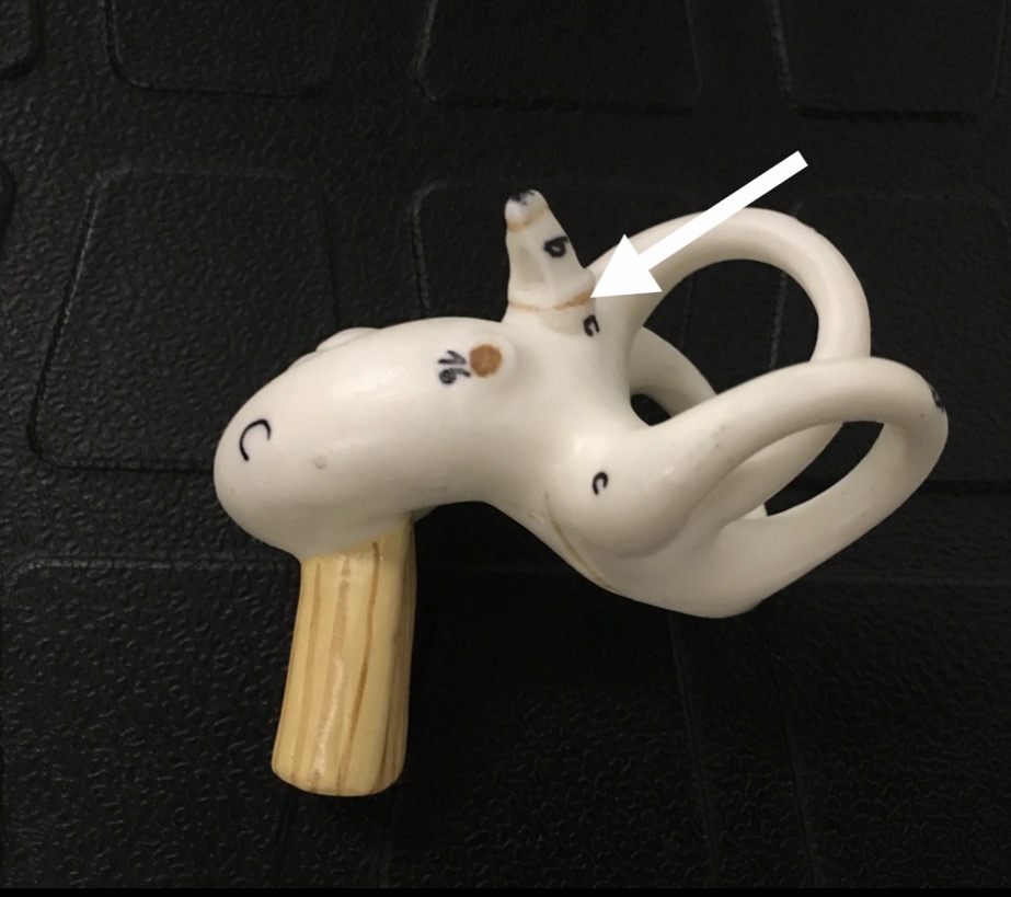 <p><span>name the specific BROWN structure at the end of the arrow's point</span></p>