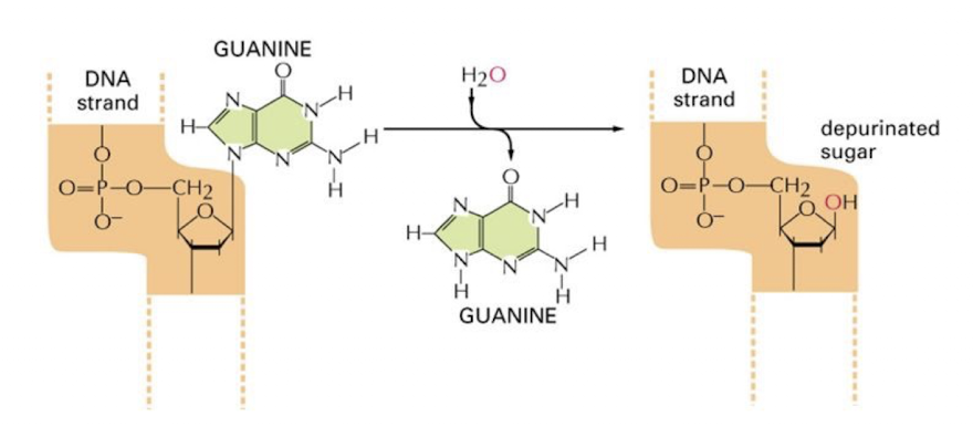 <p>Mutation that results from nitrogenous base loss</p>