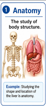 <p>The study of body structure and what body parts look like or where they are located.<br>Example: Studying the shape and location of the liver is anatomy.</p>