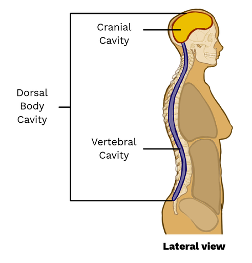 <p>cavity on the back side of the human body</p><p>contains the cranial cavity and vertebral cavity</p>
