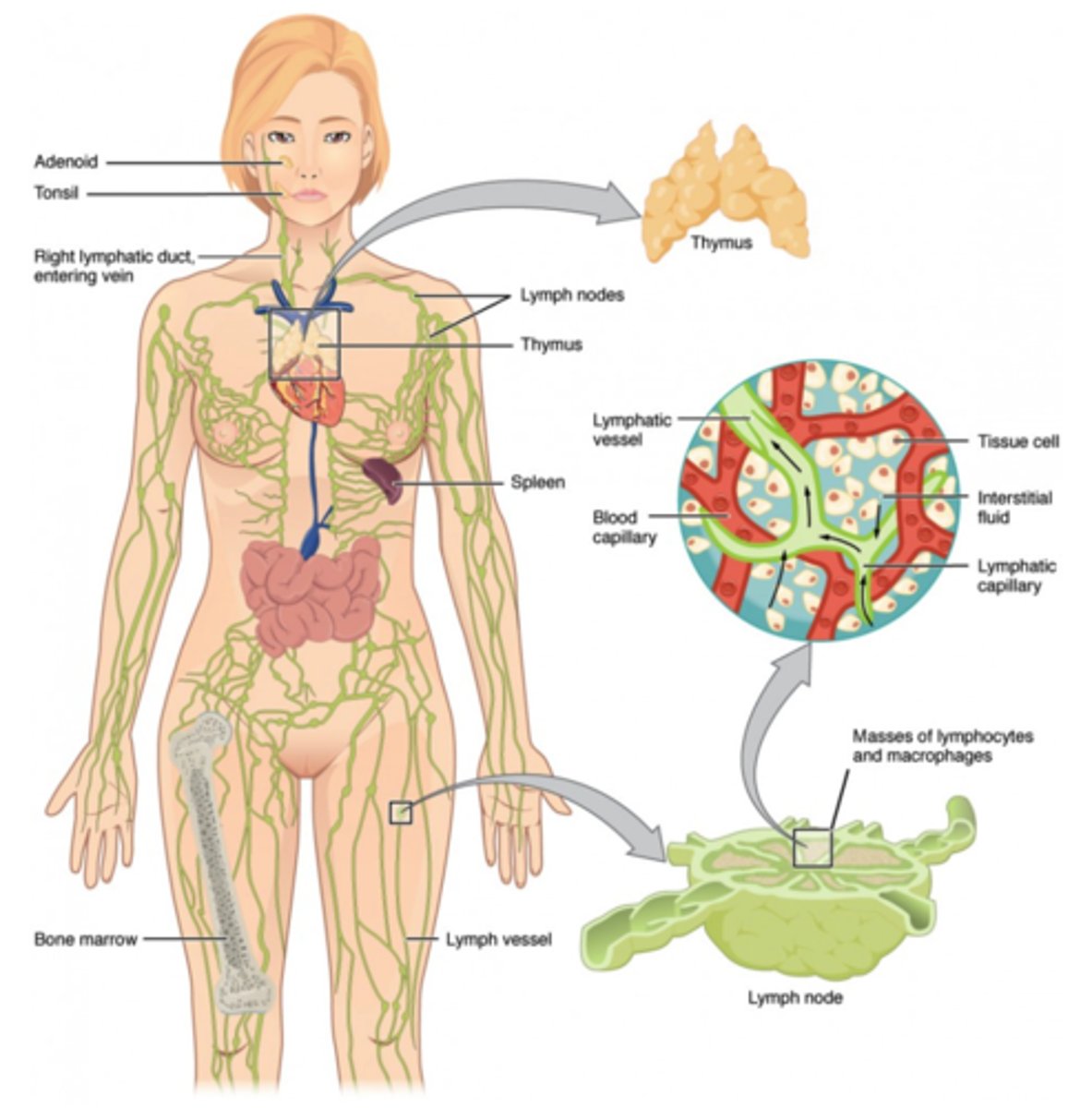 <p>lymphatic system</p>