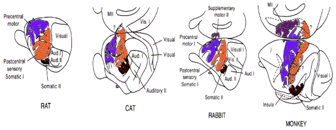 <ul><li><p><span style="background-color: transparent;">Close mirror relationship between sensory &amp; motor maps</span></p></li><li><p><span style="background-color: transparent;">Multiple maps: maps reflect sensory-motor specialisation</span></p></li><li><p><span style="background-color: transparent;">Rats and cats - a large representation of the whiskers&nbsp;</span></p></li><li><p><span style="background-color: transparent;">Monkeys and humans - large representation in the hands - reaching for things</span></p></li></ul><p></p>