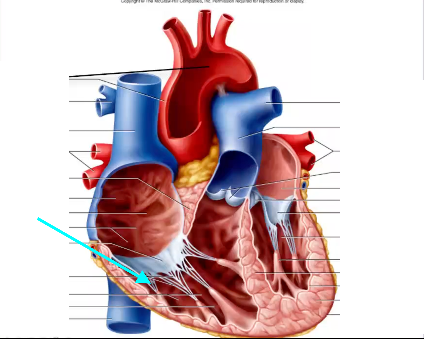 term image