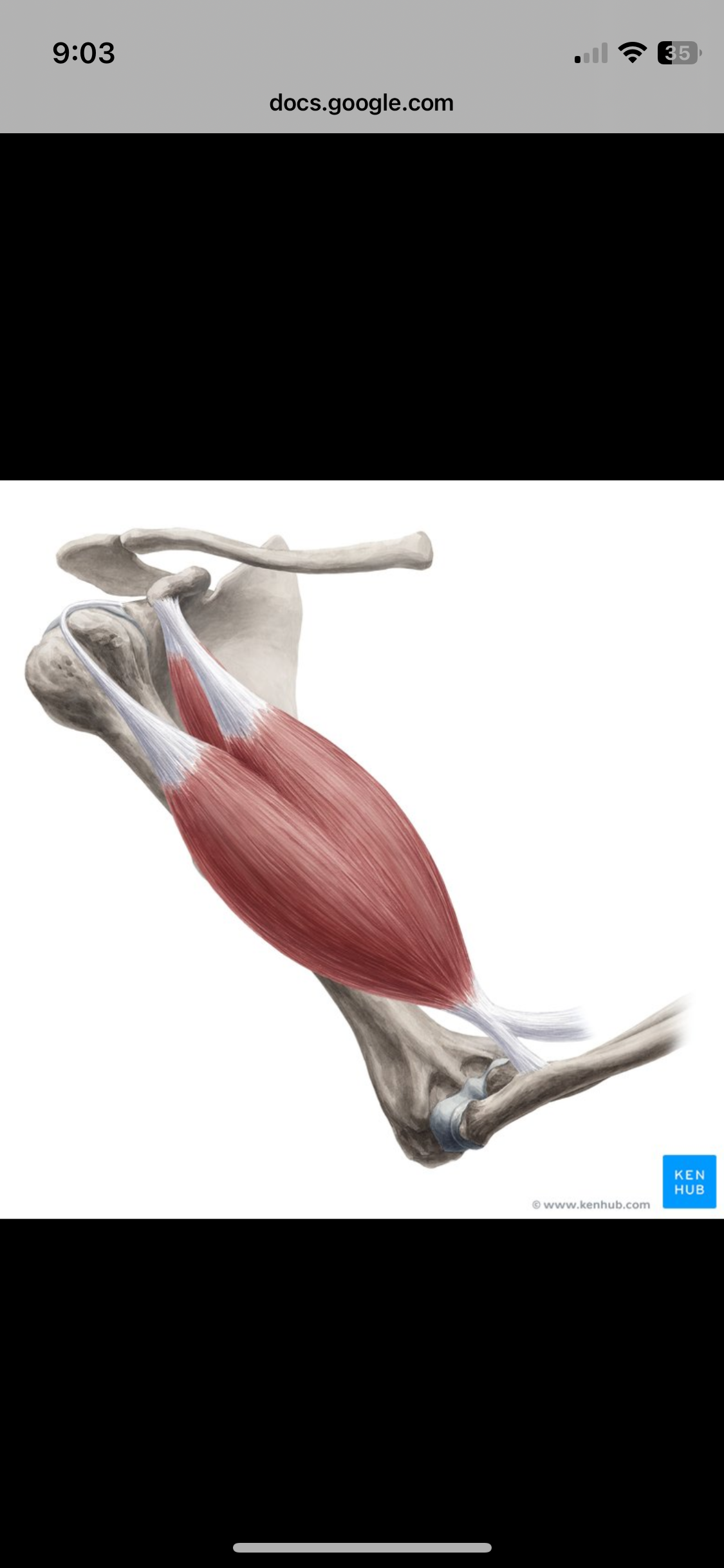 <p>Biceps Brachii</p>