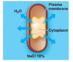 <p>In a hypertonic solution, the cell shrinks inside its cell wall while the cell wall remains intact</p>